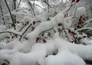 zimowy krajobraz - krzewy przykryte śniegiem