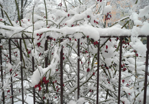 zimowy krajobraz - krzewy przykryte śniegiem