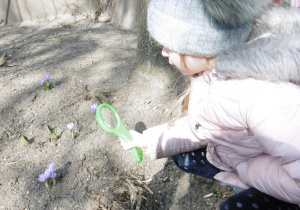 dziewczynka ogląda kwiat przez lupkę