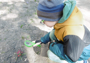 chłopiec ogląda kwiat przez lupkę