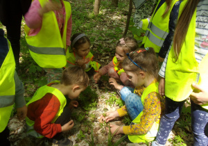 Smyki oglądają rośliny w Lesie Łagiewnickim