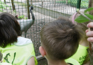 Żaczki podczas oglądania zwierzą w mini ZOO w Lesie Łagiewnickim