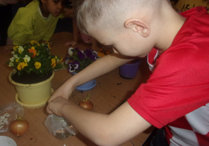 chłopiec układa ziarna fasoli w słoiczku z gazą