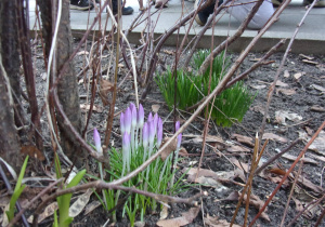 oznaki wiosny w ogrodzie