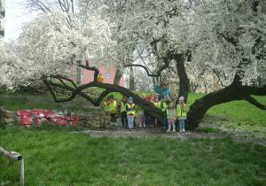 zdjęcie grupowe na tle kwitnącego drzewa w Parku Staromiejskim