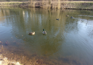 kaczki w Parku Helenów