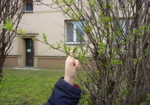 dziecko pokazuje rozwijające się listki na drzewach