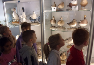 Juniorzy oglądają wystawę w Muzeum Przyrodniczym Uniwersytetu Łódziego