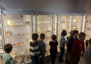Juniorzy oglądają wystawę w Muzeum Przyrodniczym Uniwersytetu Łódziego - muszle