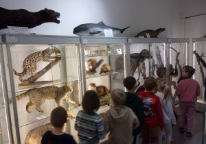 Juniorzy oglądają wystawę w Muzeum Przyrodniczym Uniwersytetu Łódziego - zwierzęta