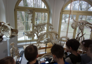 Juniorzy oglądają wystawę w Muzeum Przyrodniczym Uniwersytetu Łódziego - szkielety