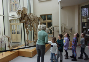 Juniorzy oglądają wystawę w Muzeum Przyrodniczym Uniwersytetu Łódziego - szkielety