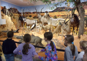 dzieci oglądają wystawę zwierząt w Muzeum Przyrodniczym UŁ
